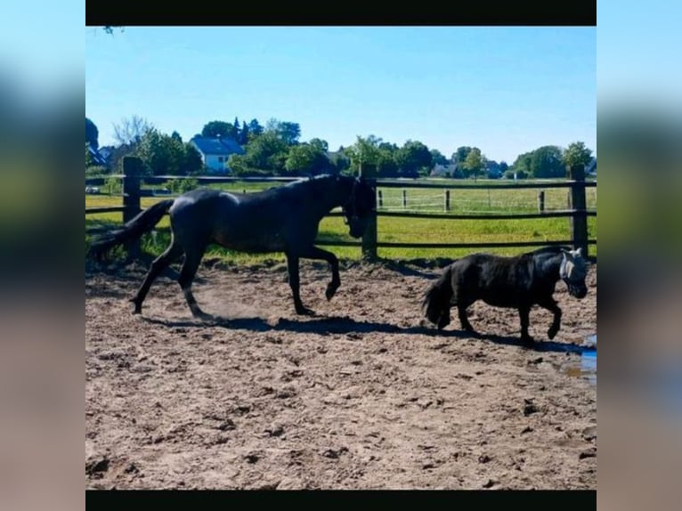 Mini poney Shetland Hongre 16 Ans 85 cm Noir in Bad Salzuflen