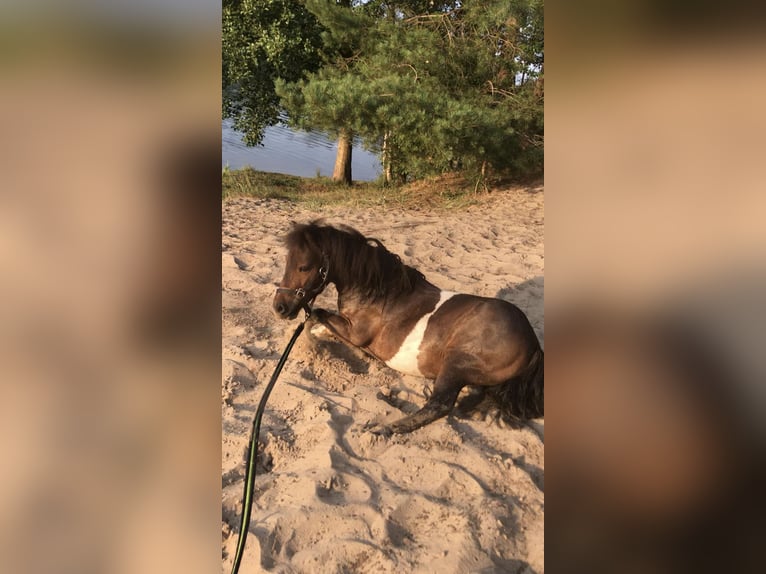 Mini poney Shetland Hongre 16 Ans 85 cm Pinto in Soltau