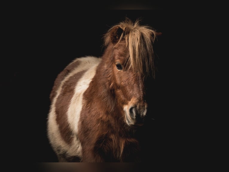 Mini poney Shetland Hongre 16 Ans 85 cm Pinto in Soltau