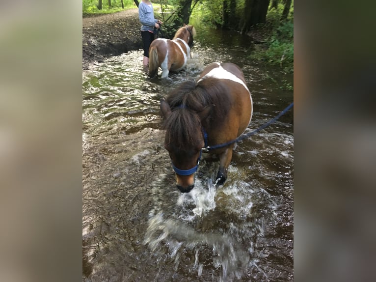 Mini poney Shetland Hongre 16 Ans 85 cm Pinto in Soltau