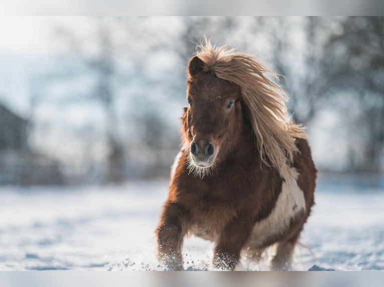 Mini poney Shetland Hongre 16 Ans 85 cm Pinto in Soltau