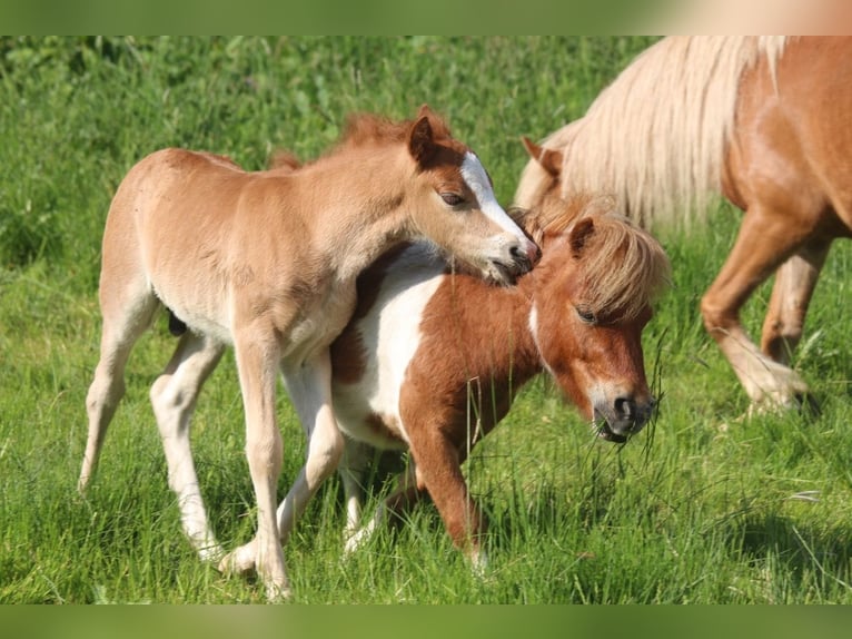 Mini poney Shetland Hongre 16 Ans 85 cm Pinto in Soltau