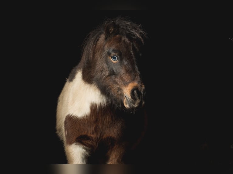 Mini poney Shetland Hongre 16 Ans 85 cm Pinto in Soltau