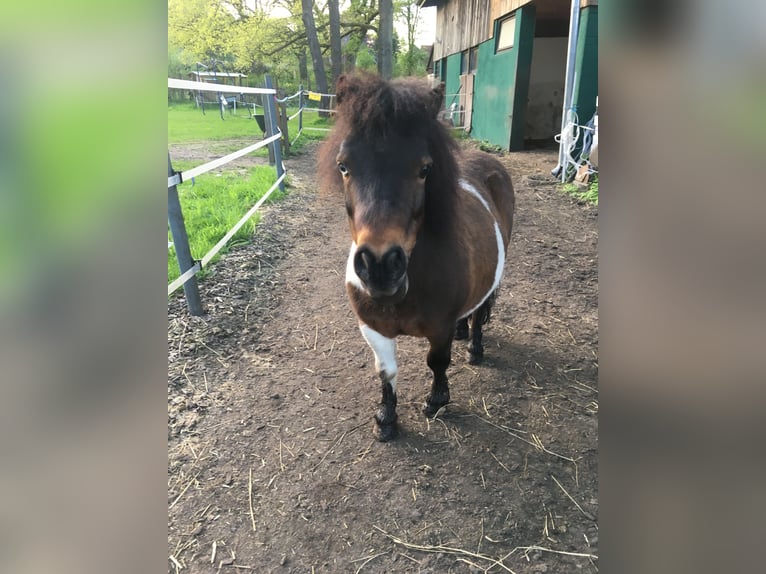 Mini poney Shetland Hongre 16 Ans 85 cm Pinto in Soltau