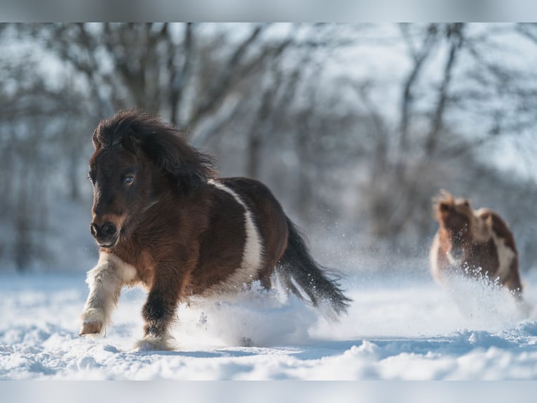 Mini poney Shetland Hongre 16 Ans 85 cm Pinto in Soltau