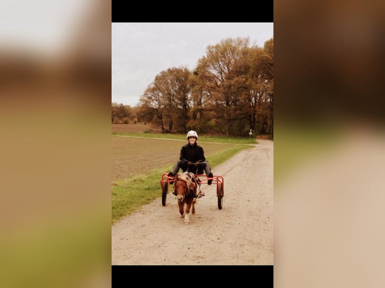 Mini poney Shetland Hongre 16 Ans 85 cm Pinto in Soltau
