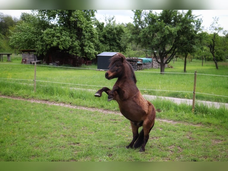 Mini poney Shetland Hongre 17 Ans 86 cm Bai in Malsch