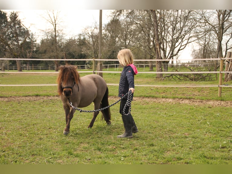 Mini poney Shetland Hongre 17 Ans 86 cm Bai in Malsch