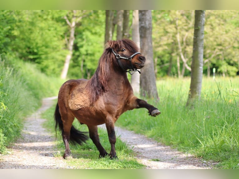 Mini poney Shetland Hongre 17 Ans 86 cm Bai in Malsch