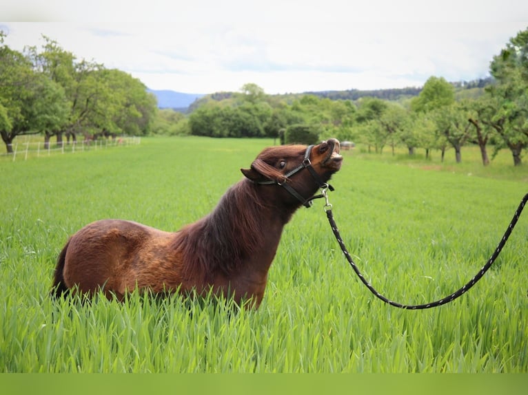 Mini poney Shetland Hongre 17 Ans 86 cm Bai in Malsch