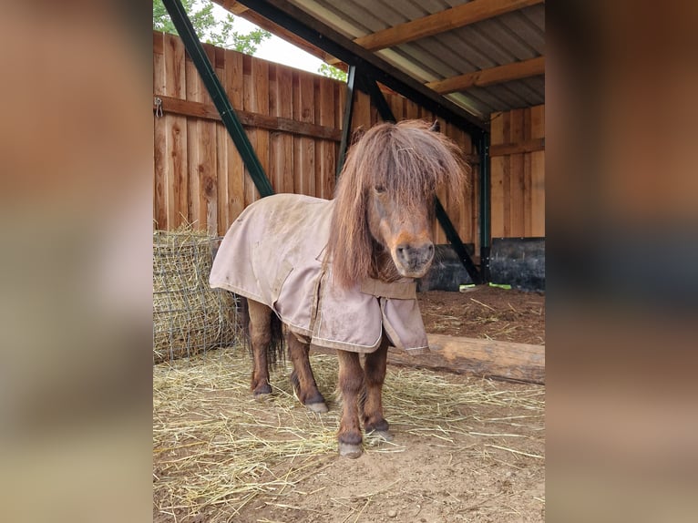 Mini poney Shetland Hongre 17 Ans 86 cm Bai in Malsch