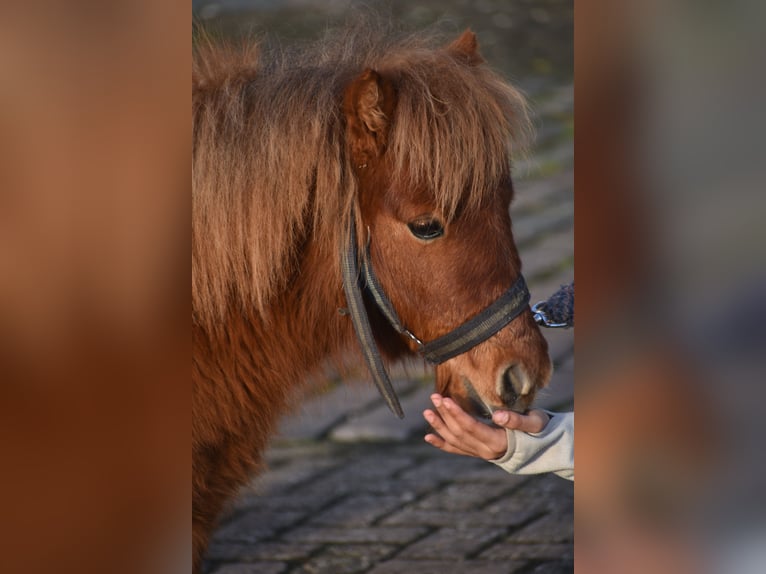 Mini poney Shetland Hongre 1 Année Alezan in Achtmaal