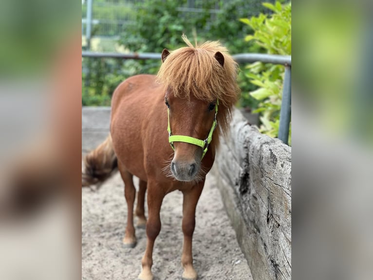 Mini poney Shetland Hongre 2 Ans 80 cm Alezan brûlé in Hoogvliet Rotterdam