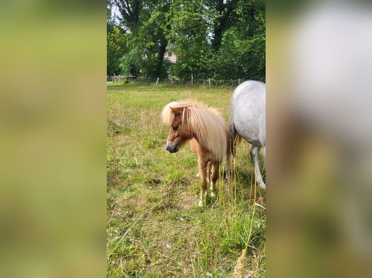 Mini poney Shetland Hongre 2 Ans 80 cm Alezan in Norderstedt