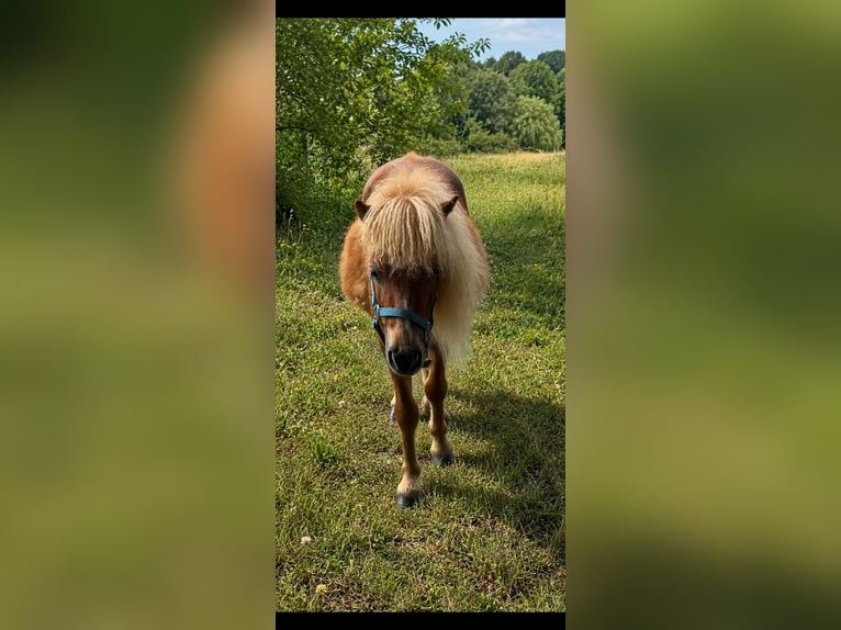 Mini poney Shetland Hongre 2 Ans 80 cm Alezan in Norderstedt