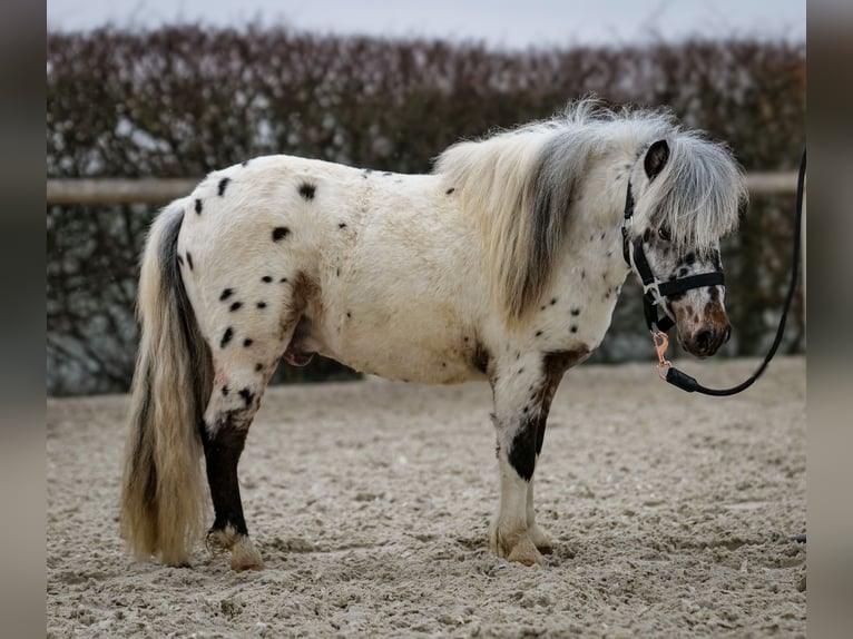 Mini poney Shetland Hongre 2 Ans 80 cm Léopard in Neustadt (Wied)