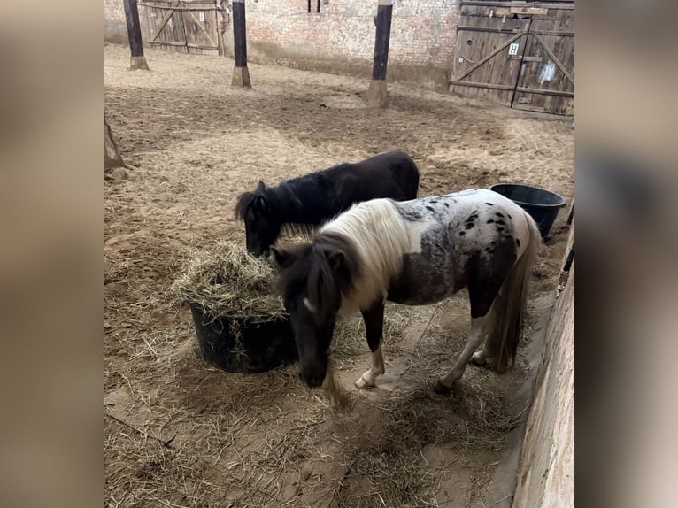 Mini poney Shetland Hongre 2 Ans 85 cm Pinto in Hessisch Oldendorf