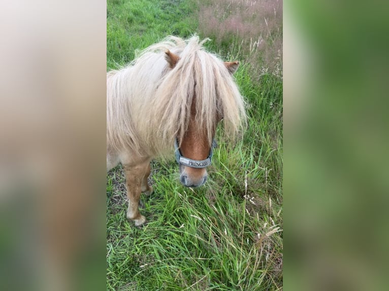 Mini poney Shetland Hongre 2 Ans 89 cm in Norderstedt