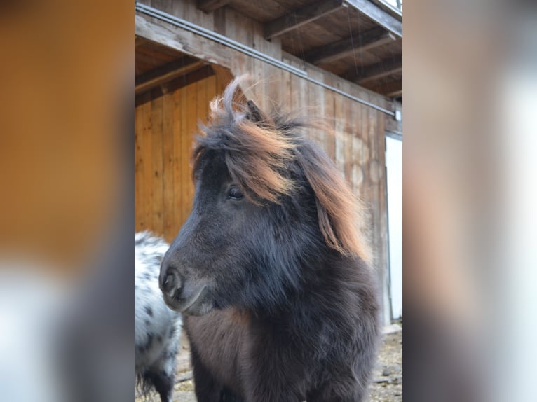Mini poney Shetland Hongre 3 Ans 80 cm Alezan brûlé in RiederingRiedering
