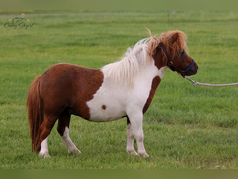 Mini poney Shetland Hongre 3 Ans 82 cm Pinto in Reppichau