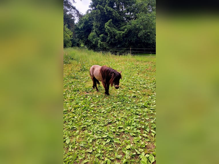 Mini poney Shetland Hongre 3 Ans 83 cm Buckskin in D&#xFC;sseldorf