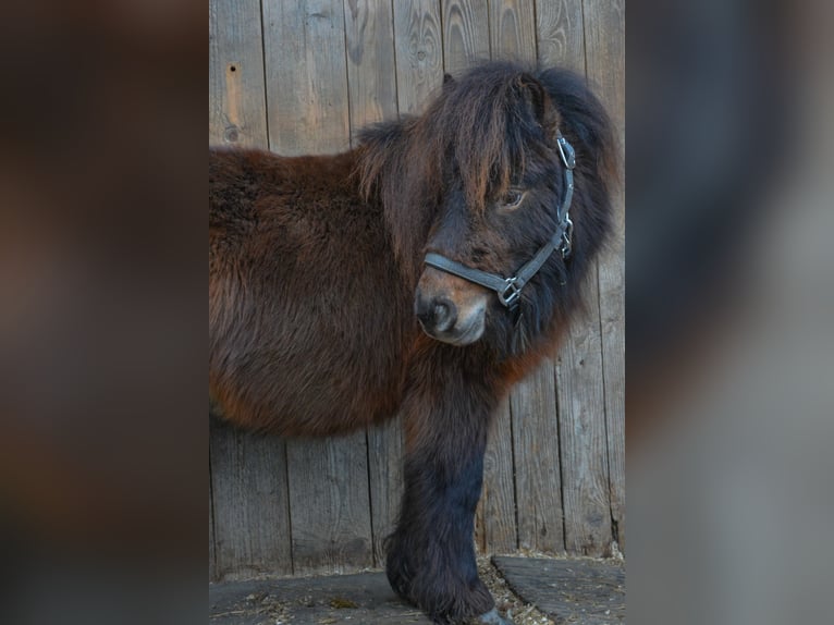 Mini poney Shetland Hongre 3 Ans 85 cm Alezan brûlé in Riedering