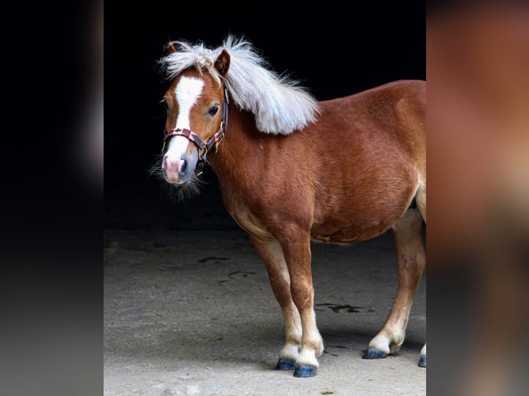 Mini poney Shetland Hongre 3 Ans 85 cm Alezan in Bubendorf