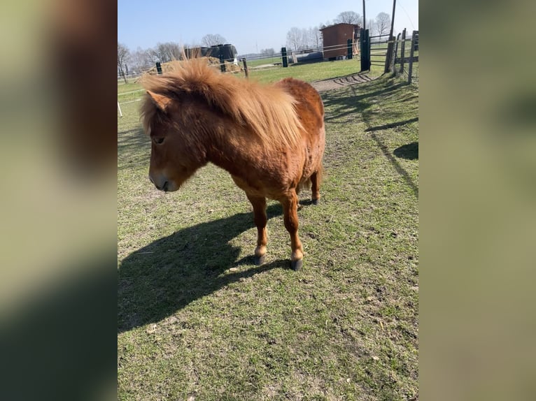 Mini poney Shetland Hongre 3 Ans 85 cm Alezan in Rheine