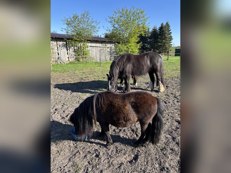 Mini poney Shetland Hongre 3 Ans 89 cm Pinto in Bendestorf