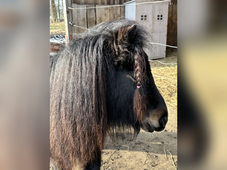 Mini poney Shetland Hongre 3 Ans 89 cm Pinto in Bendestorf