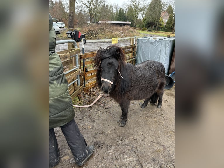 Mini poney Shetland Hongre 3 Ans 89 cm Pinto in Bendestorf