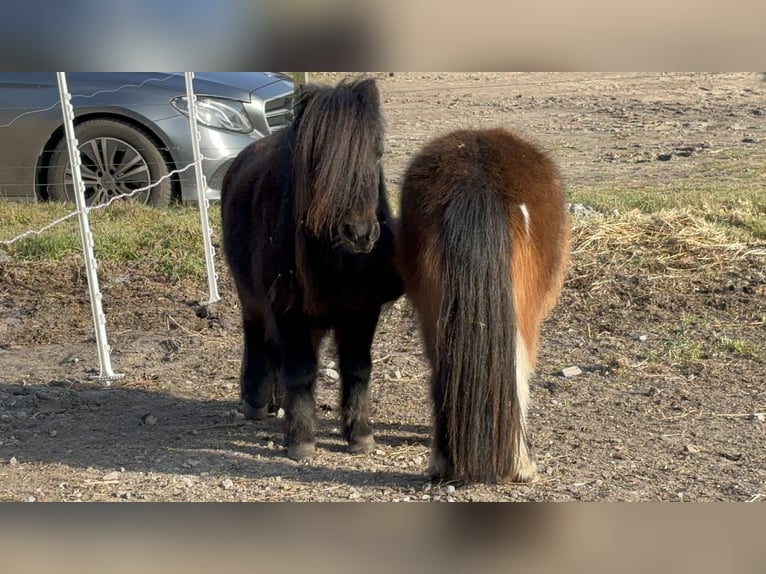 Mini poney Shetland Hongre 3 Ans 89 cm Pinto in Bendestorf