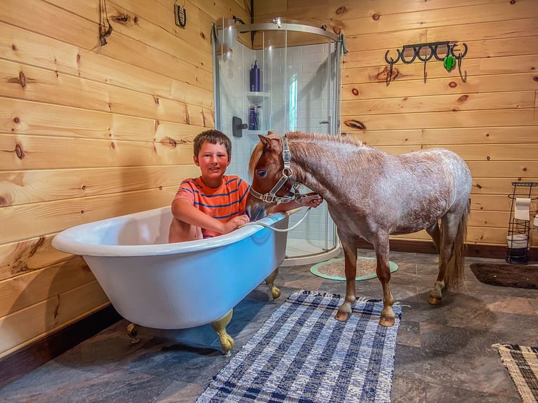 Mini poney Shetland Hongre 3 Ans 89 cm Rouan Rouge in Flemingsburg Ky