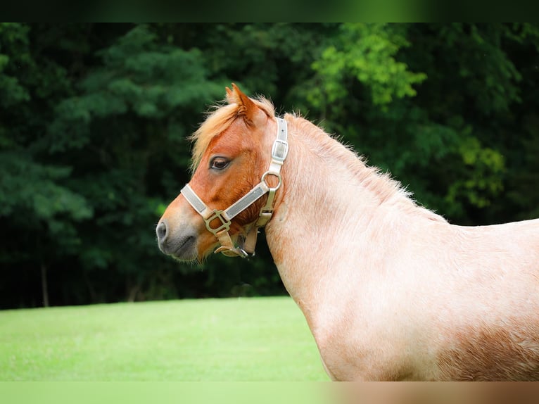 Mini poney Shetland Hongre 3 Ans 89 cm Rouan Rouge in Flemingsburg Ky