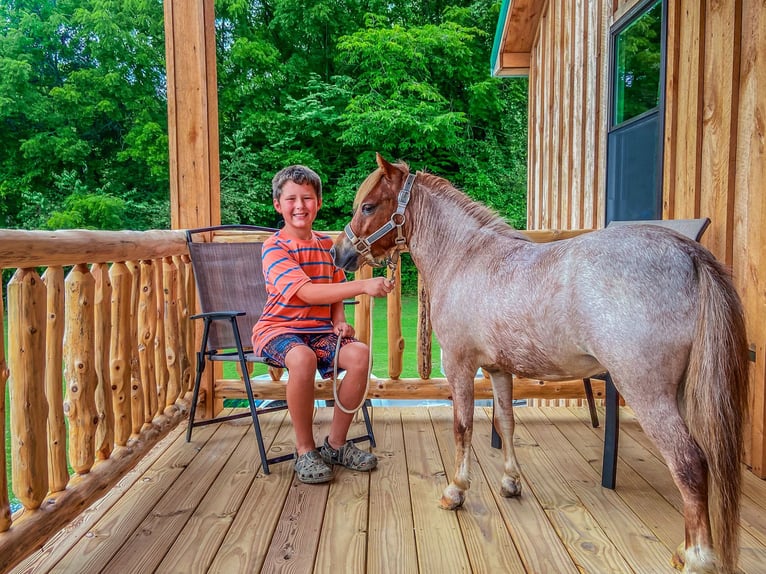 Mini poney Shetland Hongre 3 Ans 89 cm Rouan Rouge in Flemingsburg Ky