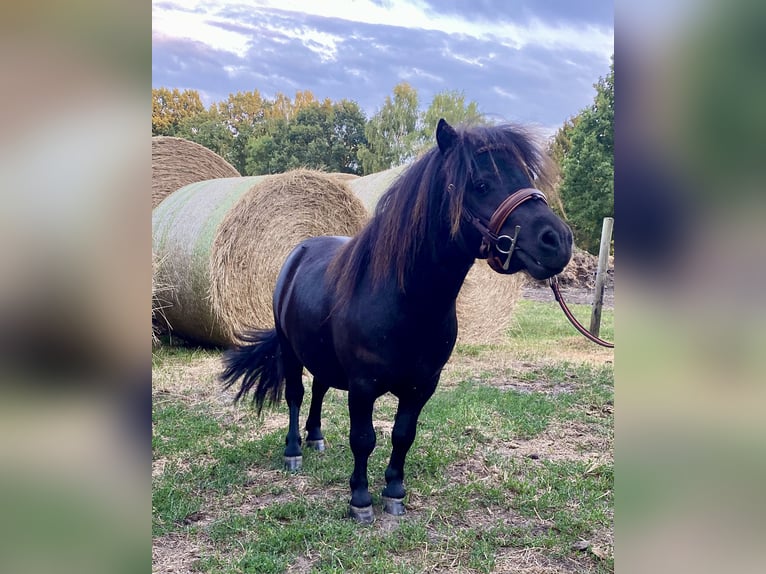 Mini poney Shetland Hongre 4 Ans 80 cm Noir in Hankensbüttel