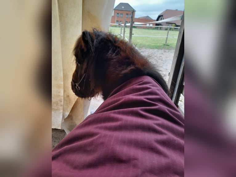 Mini poney Shetland Hongre 4 Ans 83 cm Bai in Bornheim