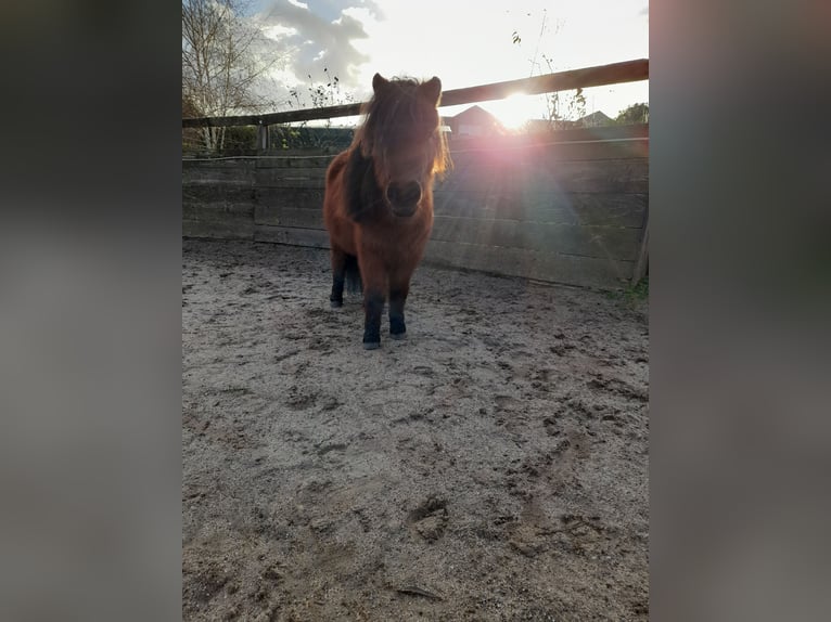 Mini poney Shetland Hongre 4 Ans 83 cm Bai in Bornheim