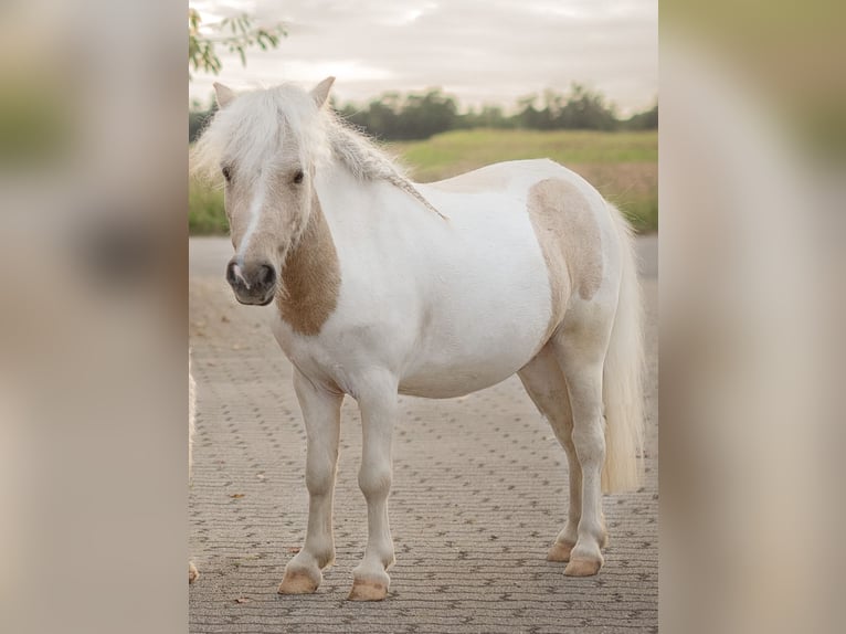 Mini poney Shetland Hongre 4 Ans 85 cm Palomino in Schwetzingen