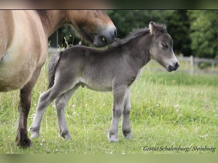 Mini poney Shetland Hongre 4 Ans 85 cm Rouan Bleu in Bretten
