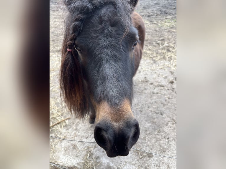 Mini poney Shetland Hongre 4 Ans 89 cm Pinto in Bendestorf
