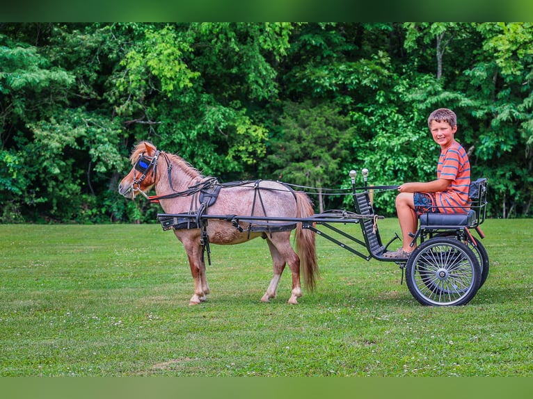 Mini poney Shetland Hongre 4 Ans 89 cm Rouan Rouge in Flemingsburg Ky