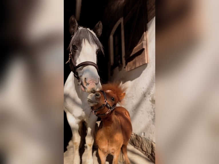 Mini poney Shetland Hongre 4 Ans 90 cm Alezan in DanstedtWernigerode