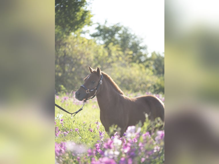 Mini poney Shetland Hongre 4 Ans 90 cm Alezan in DanstedtWernigerode