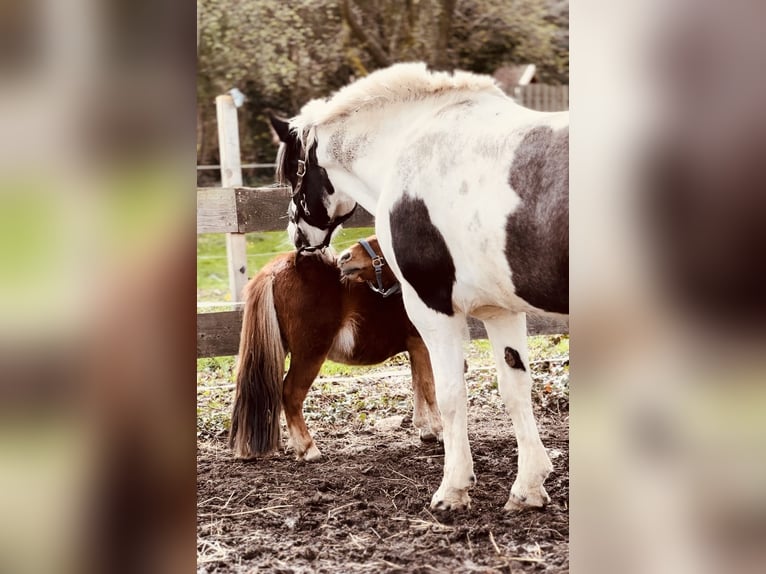 Mini poney Shetland Hongre 4 Ans 90 cm Alezan in DanstedtWernigerode