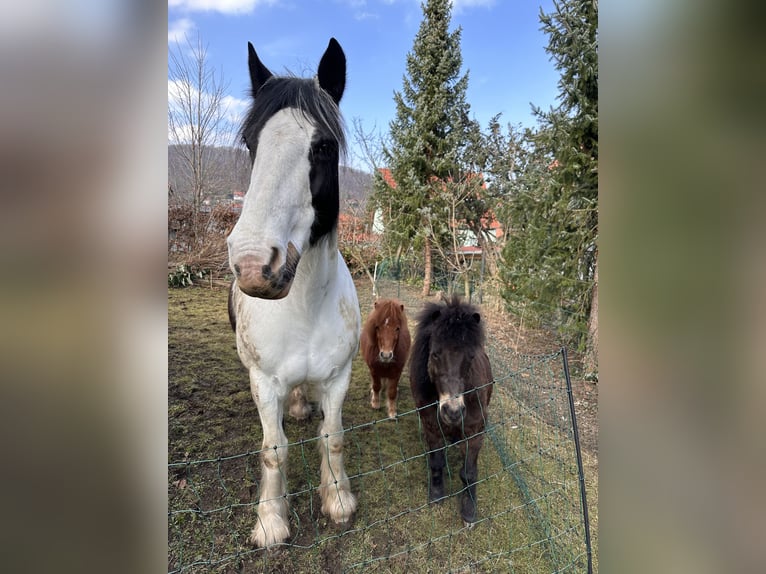 Mini poney Shetland Hongre 4 Ans 90 cm Alezan in DanstedtWernigerode