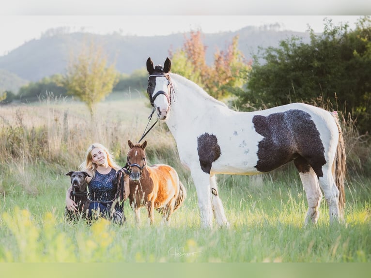 Mini poney Shetland Hongre 4 Ans 90 cm Alezan in DanstedtWernigerode