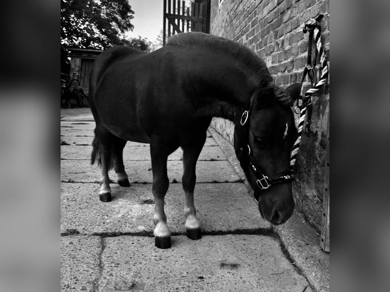 Mini poney Shetland Hongre 4 Ans 90 cm Alezan in DanstedtWernigerode