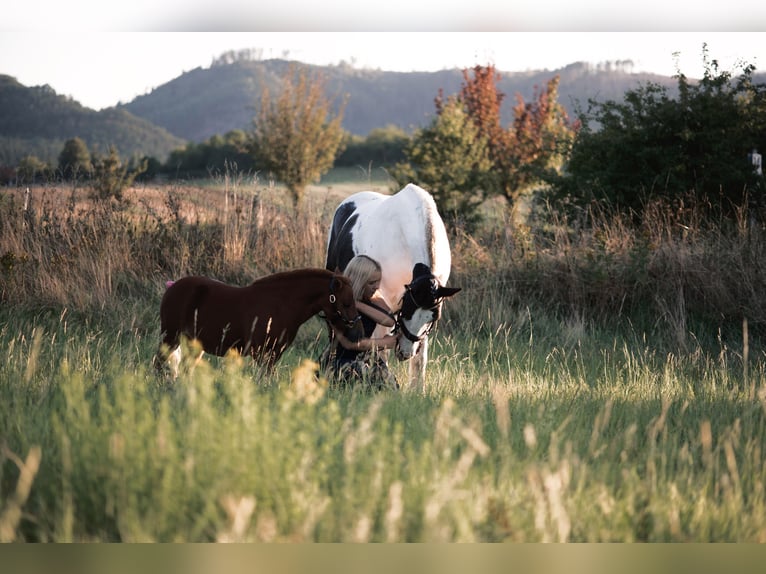 Mini poney Shetland Hongre 4 Ans 90 cm Alezan in DanstedtWernigerode