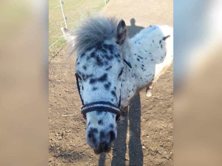 Mini poney Shetland Hongre 4 Ans 90 cm in Zeulenroda-Triebes